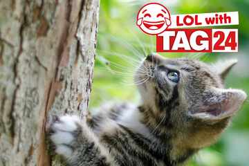 Joke of the Day for August 9, 2025: A cat funny to make you smile for Caturday