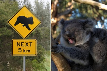 Marsupial mayhem: koala gets behind the wheel and triggers highway pileup!