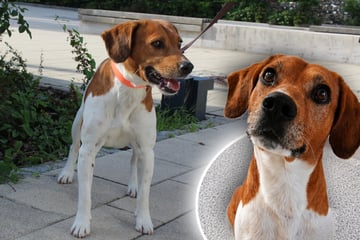 Junger Beagle-Mix einfach ausgesetzt? Jack hofft auf ein Happy End