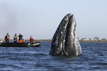 Gray whales are returning to the Atlantic after 200 years – here's why