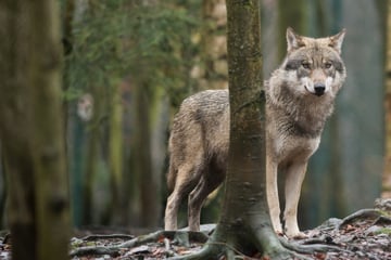 Wölfe: Wölfe breiten sich weiter aus! Baden-Württemberg dient als Durchgangsland
