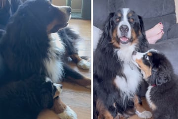 Familie wundert sich, dass älterer Hund nicht mit Welpen spielen will: Wenig später stockt ihnen der Atem