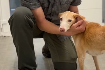 Als Hund mit 14 Jahren im Tierheim landet, sind Retter entsetzt: "So was hab ich noch nicht gesehen"