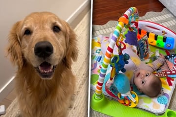 Eltern schenken Sohn Puppe: Was ihr Golden Retriever dann macht, trifft sie unerwartet