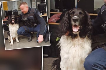 Mann zerrt völlig verängstigten Hund hinter sich her, Polizisten reagieren sofort
