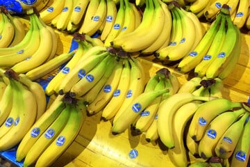 Schutzgeld an Terroristen? Bananenkonzern Chiquita muss Millionen zahlen!