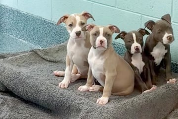 Pitbull-Welpen warten vergeblich auf Adoption: Was Tierheim dann macht, lässt Herzen schmelzen