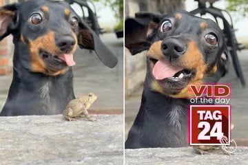 Viral Video of the Day for April 17, 2026: Dachshund makes priceless face after taking nip at a frog