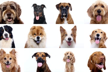 Faktencheck: Wie viele Hunderassen gibt es wirklich?
