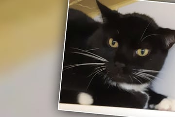 Feuerwehr bringt verstörten Kater ins Tierheim: Tommy hat Schreckliches erlebt