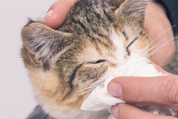 Katzenschnupfen: Diese Erkrankung kann für Deine Katze lebensgefährlich sein