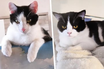 Süße Kater mit schwerem Schicksal: Finden Joschi und Stitch jetzt ihr Glück?
