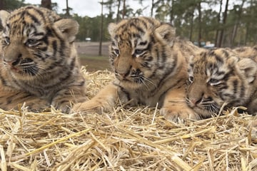 Drei Sibirische Tigerbabys im Serengeti-Park geboren: Doch Vorsicht ist geboten