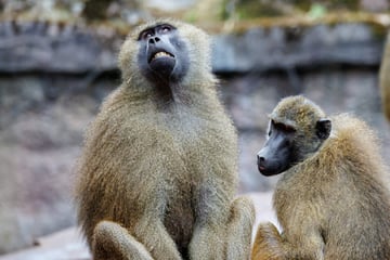 Nürnberger Tiergarten tötet gesunde Paviane und verfüttert sie an Geier und Löwen: Über 100 Strafanzeigen!