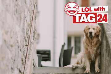 Joke of the Day for November 7, 2025: A doggone silly to make you smile