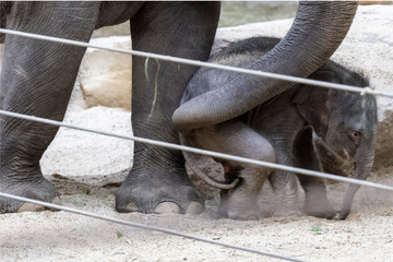 Nachwuchs im Elefantenhaus: Daran merkten die Pfleger, dass etwas nicht stimmt!