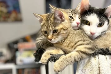 Süße Rasselbande sucht ein neues Zuhause: Was wird aus Katzen-Papa M'aiq und seinen Adoptiv-Kids?