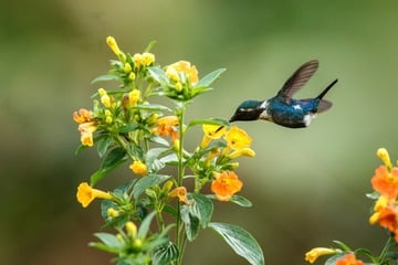 Smallest bird in the world: The bee hummingbird