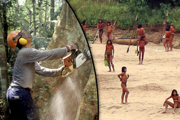 Aufregung im Amazonas: Unkontaktierter Dschungelstamm greift Holzfäller mit Pfeil und Bogen an