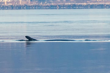 Seltenes Naturschauspiel: Wal schwimmt in deutschem Ostsee-Hafen