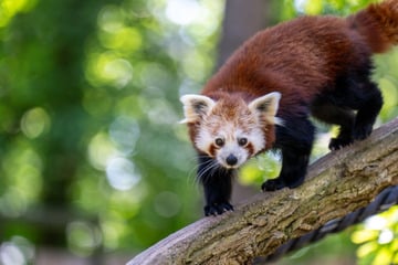 Roter Panda stürzt in die Tiefe! Jordan muss eingeschläfert werden