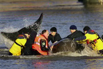 Timmy ist nicht der erste: Diese Rettungsaktionen von Walen bleiben unvergessen