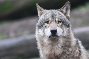 Ostsachsen macht Ernst: Wolf zum Abschuss freigegeben!