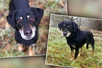 Hündin als gefährlich eingestuft: Fühlt sich endlich jemand zuständig für Leila?