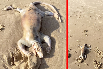Schock-Fund am Strand! Nackte Kreatur mit Händen wie ein Mensch angespült
