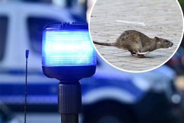 Ekel-Attacke als Drohung: Tote Ratte bei Anti-Rassismus-Sprecherin in Offenburg deponiert