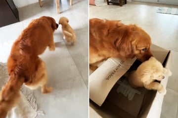 Golden Retriever trifft auf Welpen: Seine Reaktion lässt so viele Herzen hüpfen