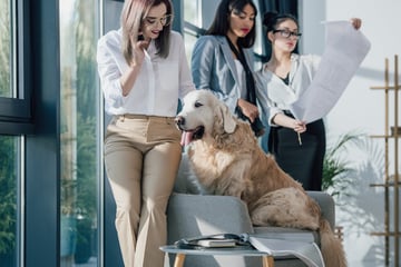 Bürohund: Vor- und Nachteile vom Hund im Büro