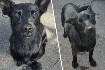 Junghündin ausgesetzt und ihrem Schicksal überlassen: Gibt es für Lili eine zweite Chance?