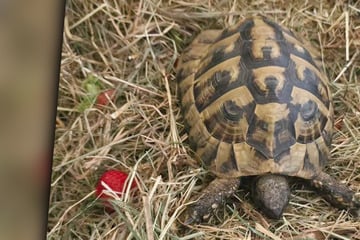 Wochenlange Suche in Sachsen vorbei: Geklauter Fridolin wieder in seinem Gehege