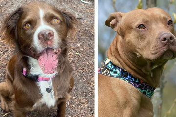 A rare long-haired pit bull wows the internet
