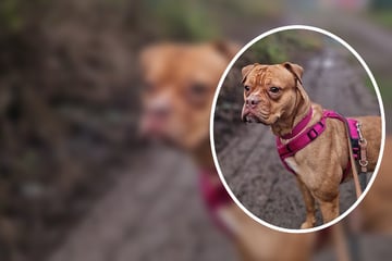 Immer wieder weitergereicht: Gibt es für Bulldogge Bailey endlich ein Happy End?