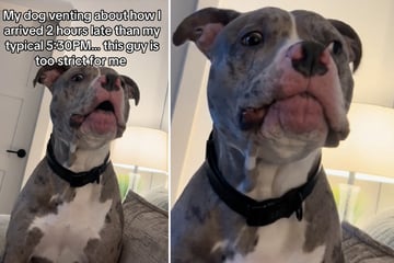 Dog has the most dramatic reaction to owner's late arrival