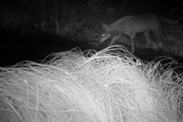 Wölfe: Wolfspaar südlich von Leipzig entdeckt: Woher stammen die Tiere?