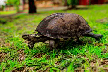 Schildkröten im Tempo-Check: Wie schnell sind sie wirklich?