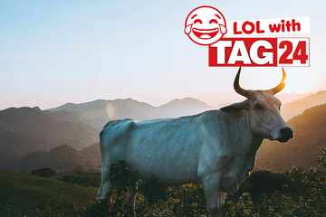 Joke of the Day for May 6, 2025: Animal jokes to get your funny on