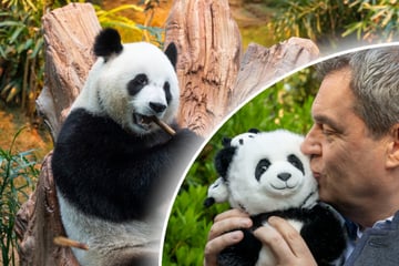 Pandas ziehen nach München: Tierschützer kritisch, Söder knuddelt
