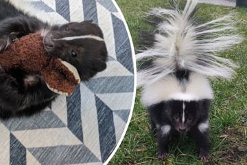 Ungewöhnliche Vermissten-Meldung: Besitzerin sucht ihr Stinktier