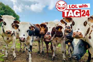 Joke of the Day for May 9, 2025: An animal joke to get your funny on