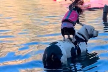 Little dog uses sibling as a living flotation device in hysterical video