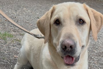 Tierheim fassungslos! Hund Arthur erst im Netz gekauft, nur Stunden später als "Retoure" abgegeben
