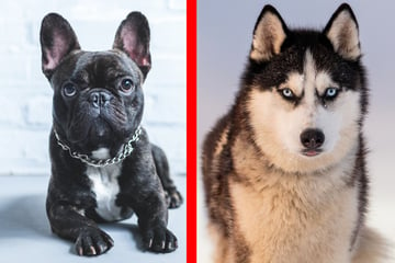 Französische Bulldogge und Husky sind seine Eltern: So sieht der Mix-Welpe aus