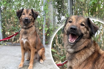 Verspielter Hund begeht Fehler: Findet Leo trotzdem sein Happy End?