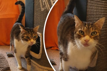 Wegen Krankheit abgeschoben: Gibt es noch Hoffnung für diesen Kater?