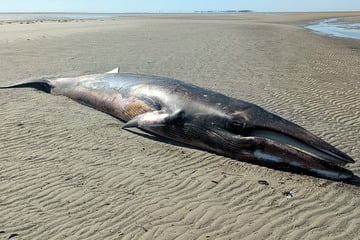 Erneut toter Wal auf Sandbank an der Nordsee angespült