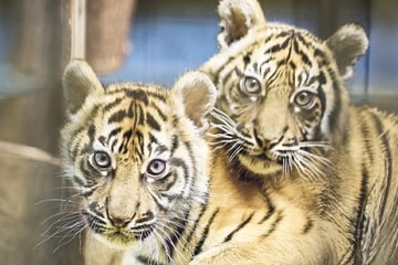 So heißen die Tigerbabys im Heidelberger Zoo